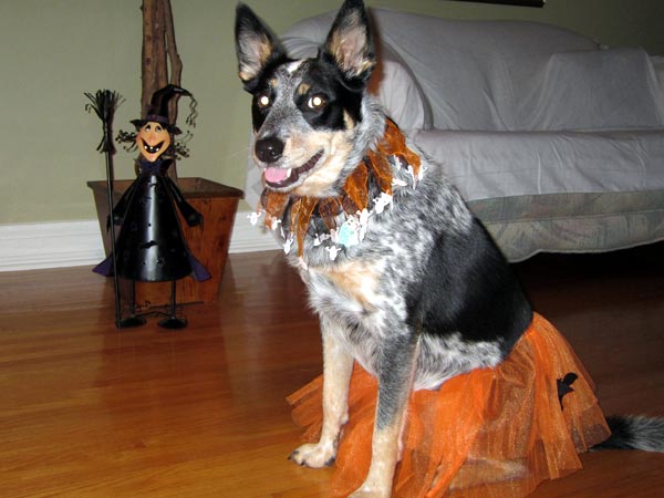 SNAPSHOT - Trick or Treaters came in all shapes and sizes