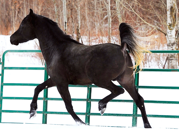 SNAPSHOT - Purebred Straight Egyptian Arabian stallion shows off