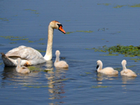 SNAPSHOT - Swans and turtles out enjoying the sunshine