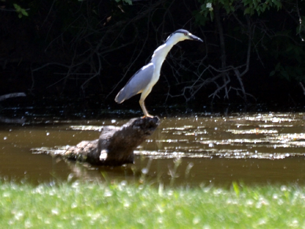 SNAPSHOT - Black Crowned Night Heron at Lake Erie Country Club