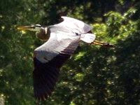 SNAPSHOT - Large Heron takes flight