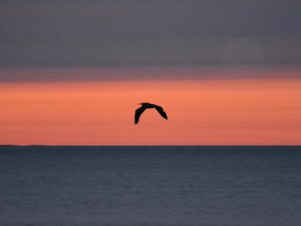 SNAPSHOT - Flying Blue Heron at sunset on Lake St. Clair