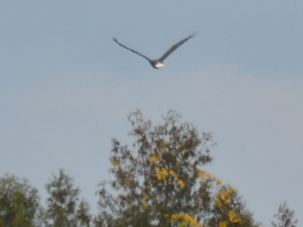 SNAPSHOT - Bald Eagle in Stoney Point