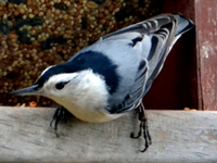 SNAPSHOT - A visit from a White-breasted Nuthatch