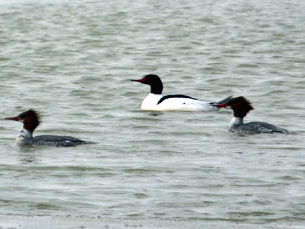 SNAPSHOT - Common Merganser on Lake St. Clair