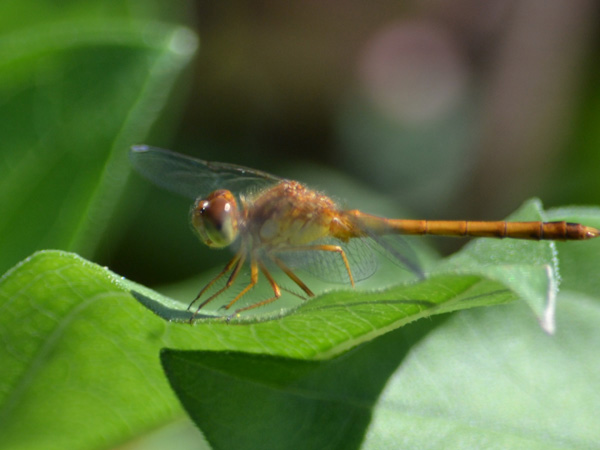 SNAPSHOT - Fairies Frolicking in our Yard