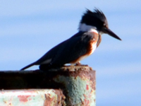SNAPSHOT - Belted Kingfisher on our dock