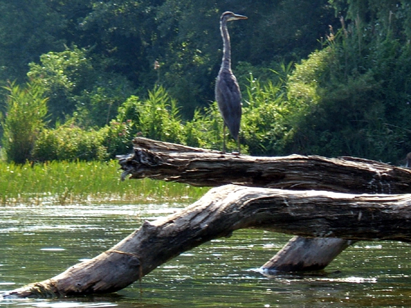 SNAPSHOT - Egrets, Herons and our kayaks