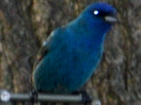 SNAPSHOT - Indigo Bunting at our feeder