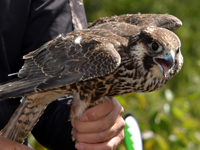 Hawkfest - Stop and Note the Wildlife