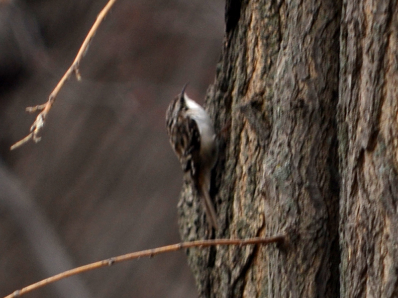 SNAPSHOT - Brown Creeper near Lake St. Clair