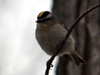 SNAPSHOT - Golden Crowned Kinglet in Stoney Point