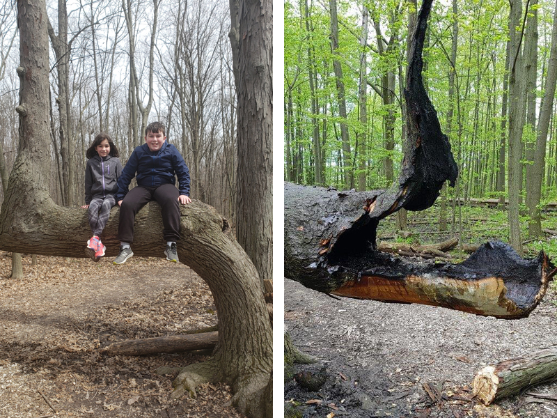 Maidstone Woods Conservation Area Signal Tree Destroyed by Vandals