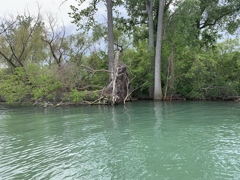 SNAPSHOT - High water levels wreak havoc with trees at Tremblay Beach