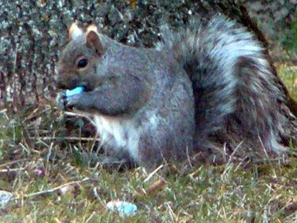 SNAPSHOT - The Easter Bunny left chocolate treats for squirrels too this year!