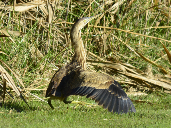 SNAPSHOT - American Bittern at Cooper Marsh