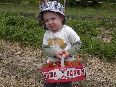 Strawberry picking season now open at Cannamore Orchard