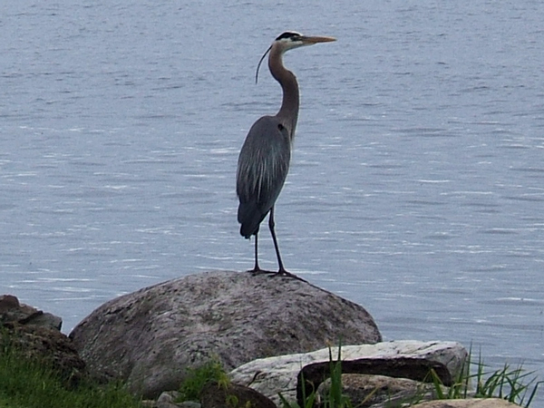 SNAPSHOT - Crane on the St. Lawrence River in South Glengarry