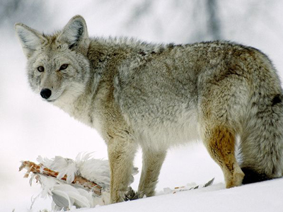Citizens concerned over numerous Coyote sightings