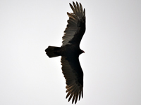SNAPSHOT - A fall day with hundreds of vultures in Stoney Point