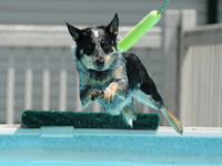 SNAPSHOT - Lola practicing for upcoming DockDog competition