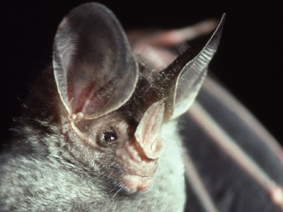 The Myths and Reality of Bats at Science and Nature Speaker Series