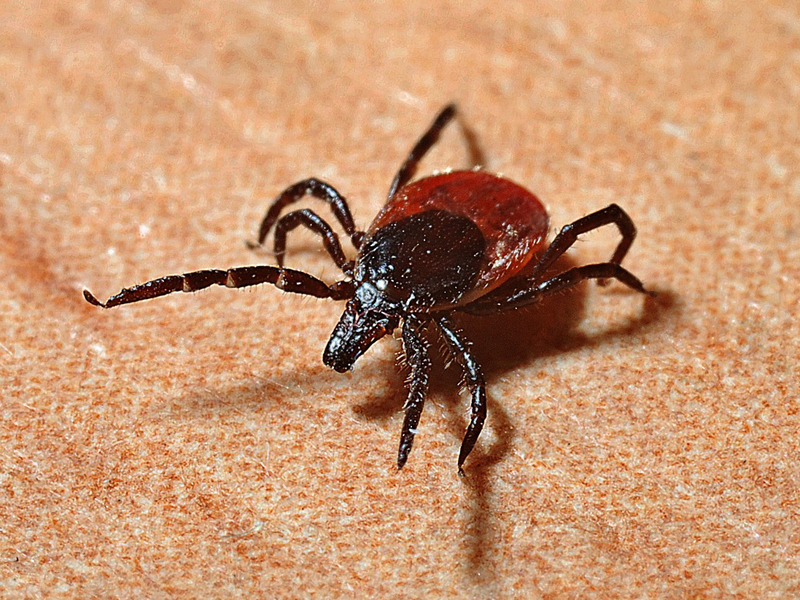 Windsor-Essex County Health Unit Starting Active Tick Surveillance