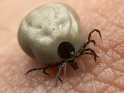 Ticks Carrying Lyme Disease On the Rise in Eastern Ontario